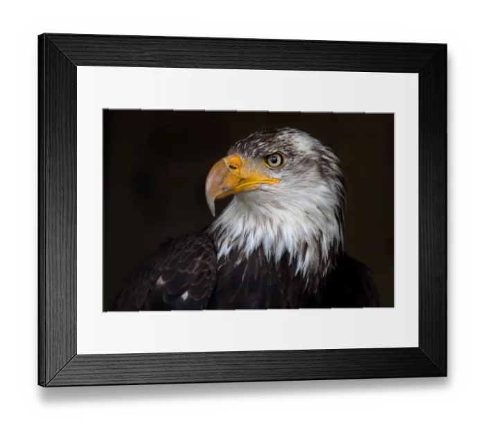 Framed Print : Caged Eagle Framed Print : Caged Eagle