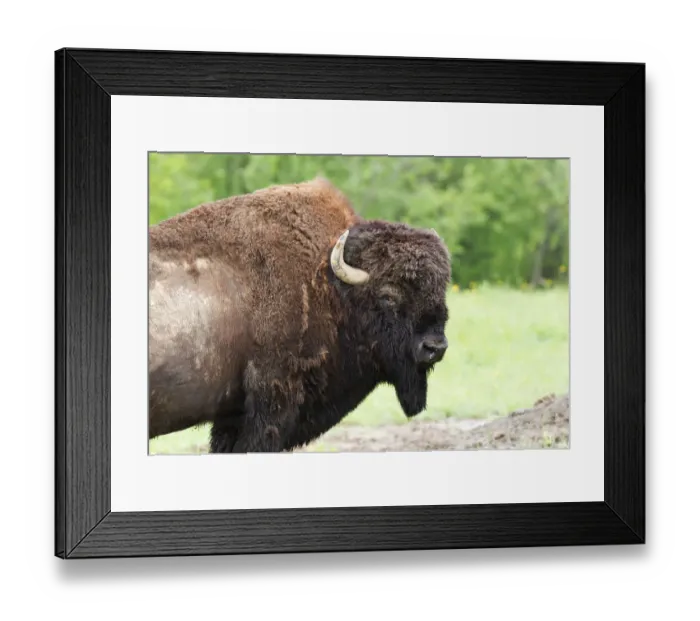 Framed Print : Buffalo