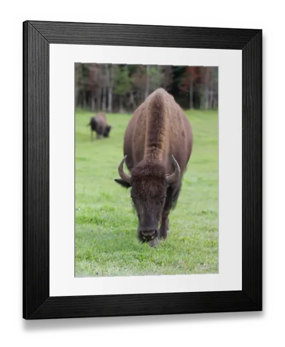 Framed Print : Buffalo Framed Print : Buffalo