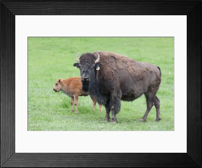 Framed Print : Buffalo and calf