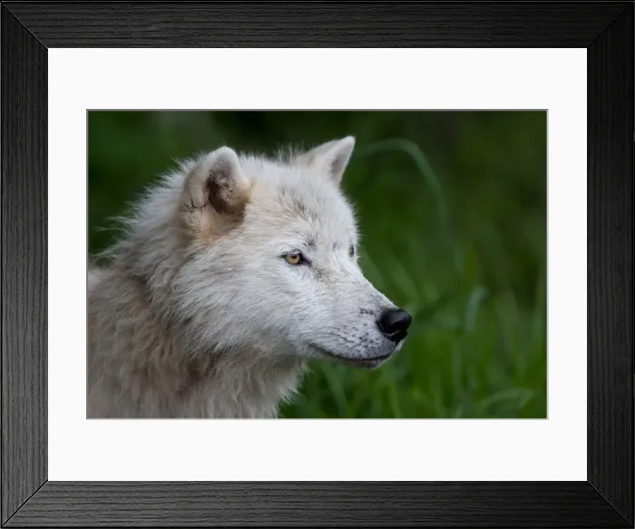Framed Print : Arctic Wolf profile Framed Print : Arctic Wolf profile