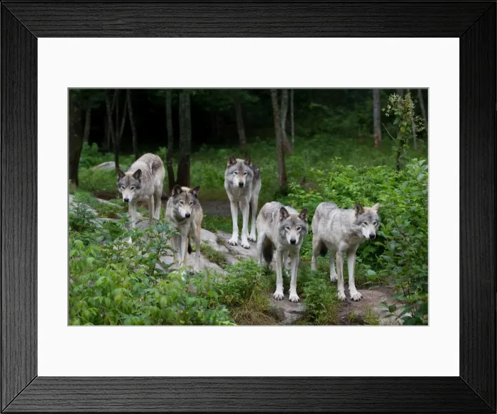 Framed Print : Timber Wolves Framed Print : Timber Wolves