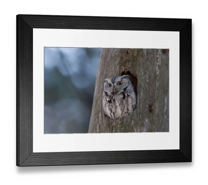 Framed Print : Eastern Screech Owl Framed Print : Eastern Screech Owl