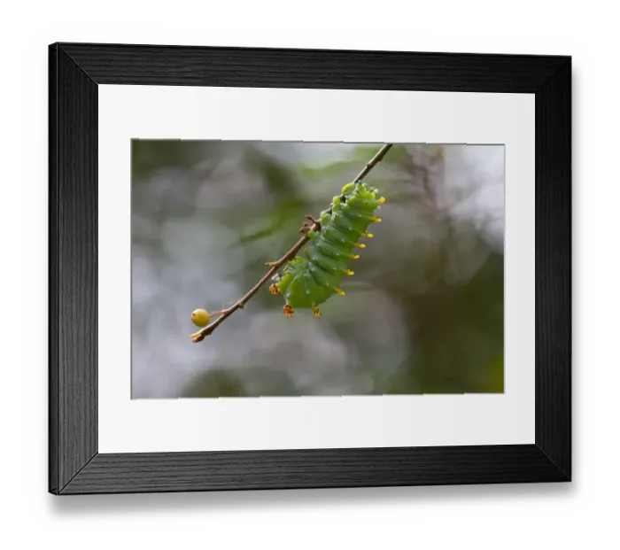 Framed Print : Hyalophora cecropia caterpillar Framed Print : Hyalophora cecropia caterpillar