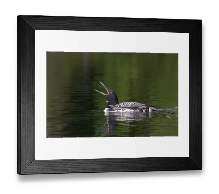 Framed Print : Common loon call Framed Print : Common loon call