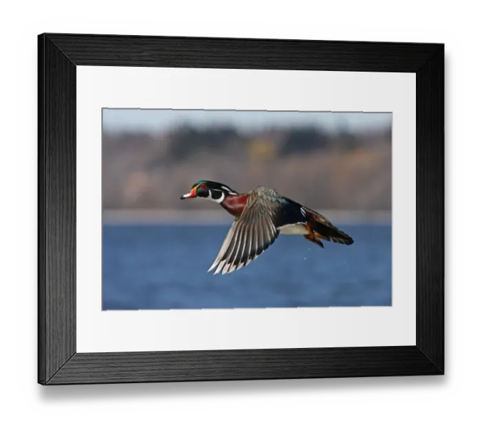 Framed Print : Wood duck flying in winter Framed Print : Wood duck flying in winter