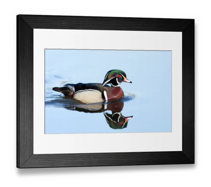 Framed Print : Wood duck swimming Framed Print : Wood duck swimming