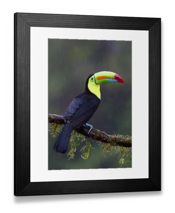 Framed Print : Keel-billed toucan (Ramphastos sulfuratus) - Costa Rica