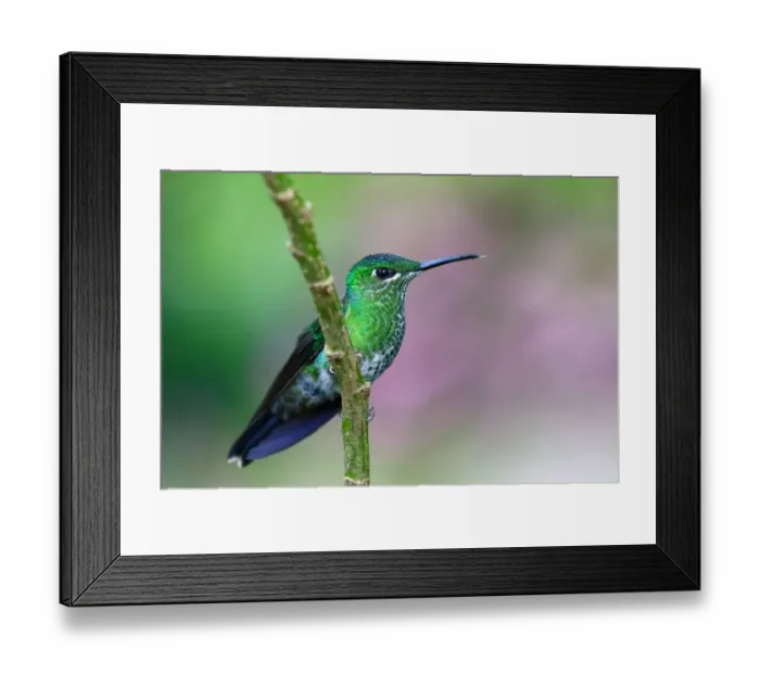 Framed Print : Green-crowned brilliant hummingbird - Costa Rica Framed Print : Green-crowned brilliant hummingbird - Costa Rica