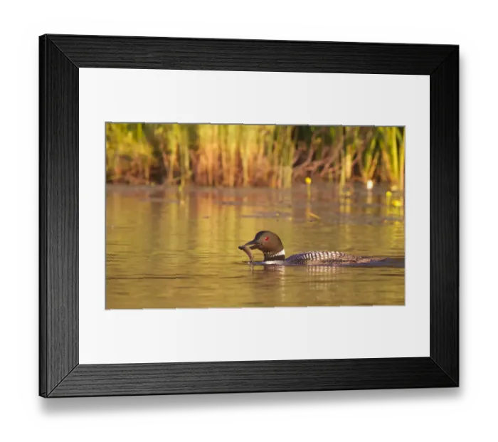 Framed Print : Common loon with fish Framed Print : Common loon with fish