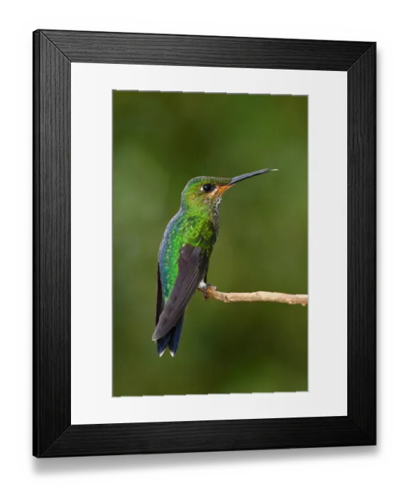 Framed Print : Green-crowned brilliant hummingbird (juvenile) - Costa Rica Framed Print : Green-crowned brilliant hummingbird (juvenile) - Costa Rica