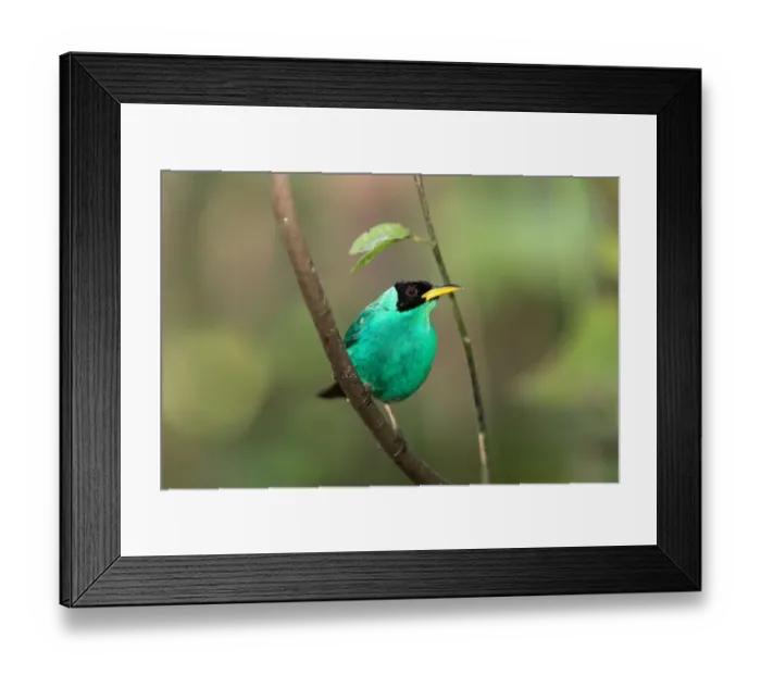 Framed Print : Green Honeycreeper (Cyanerpes lucidus) Costa Rica
