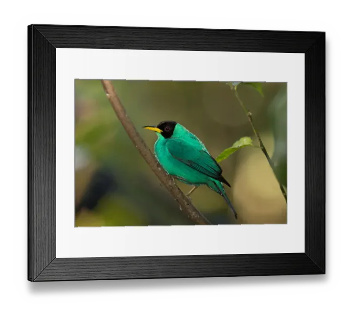 Framed Print : Green Honeycreeper (Cyanerpes lucidus) Costa Rica Framed Print : Green Honeycreeper (Cyanerpes lucidus) Costa Rica
