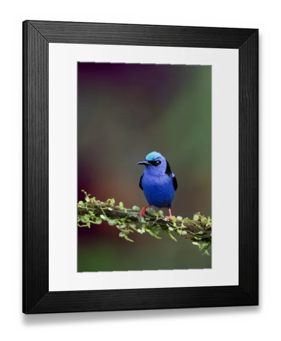 Framed Print : Red-legged Honeycreeper (Cyanerpes cyaneus) Costa Rica