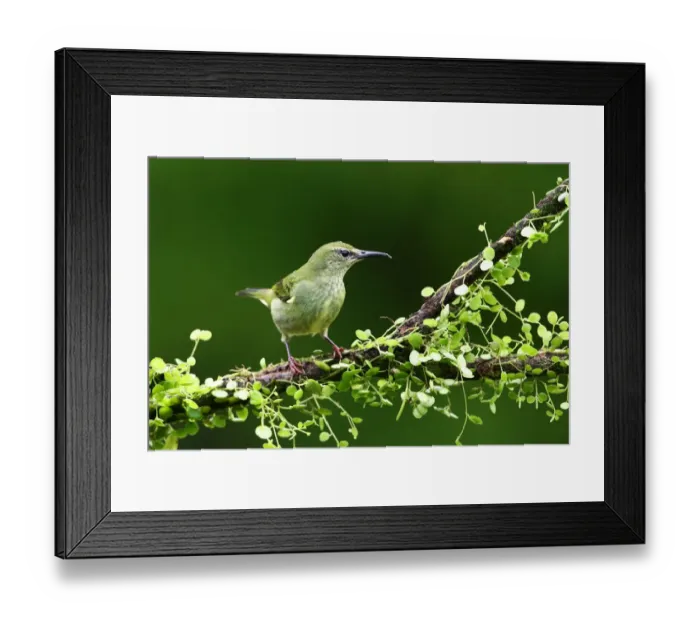 Framed Print : Red-legged Honeycreeper - Costa Rica