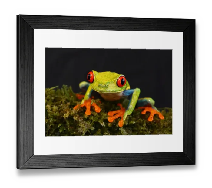 Framed Print : Red-eyed tree frog - Costa Rica