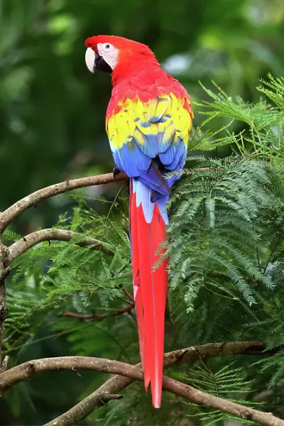 Scarlet Macaw - Costa Rica
