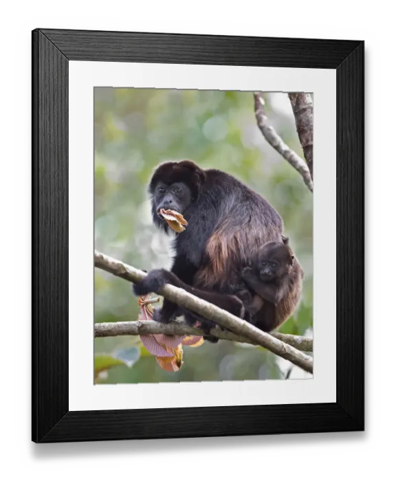 Framed Print : Howler monkey and baby - Costa Rica Framed Print : Howler monkey and baby - Costa Rica