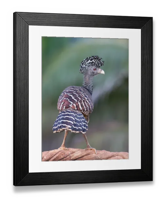 Framed Print : Great Curassow (barred morph) Costa Rica Framed Print : Great Curassow (barred morph) Costa Rica