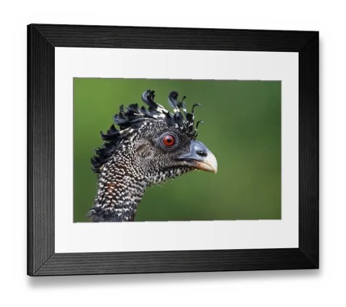 Framed Print : Great Curassow (barred morph) Costa Rica Framed Print : Great Curassow (barred morph) Costa Rica
