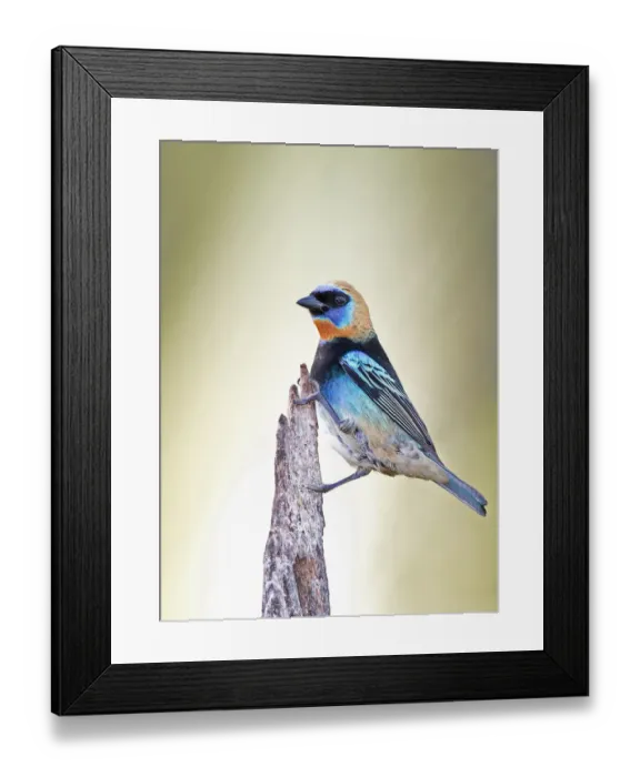 Framed Print : Golden-hooded tanager - Costa Rica Framed Print : Golden-hooded tanager - Costa Rica