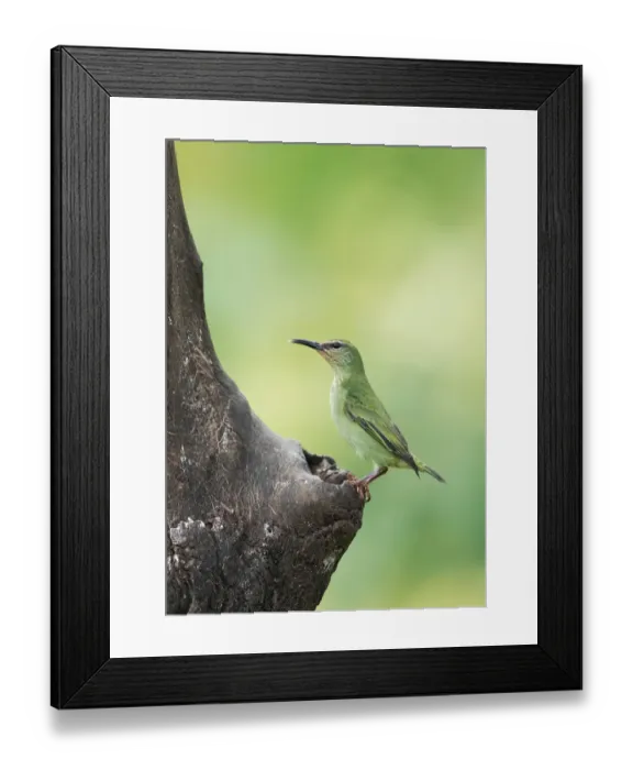 Framed Print : Red-legged honeycreeper (Cyanerpes cyaneus) Framed Print : Red-legged honeycreeper (Cyanerpes cyaneus)