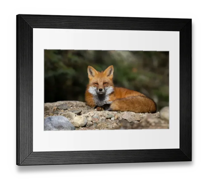 Framed Print : Red fox Framed Print : Red fox