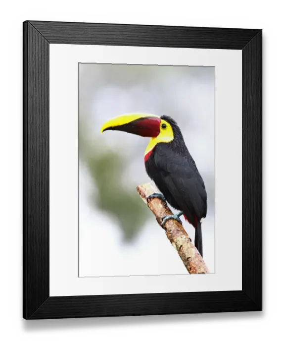 Framed Print : Black Mandibled Toucan in Costa Rica Framed Print : Black Mandibled Toucan in Costa Rica