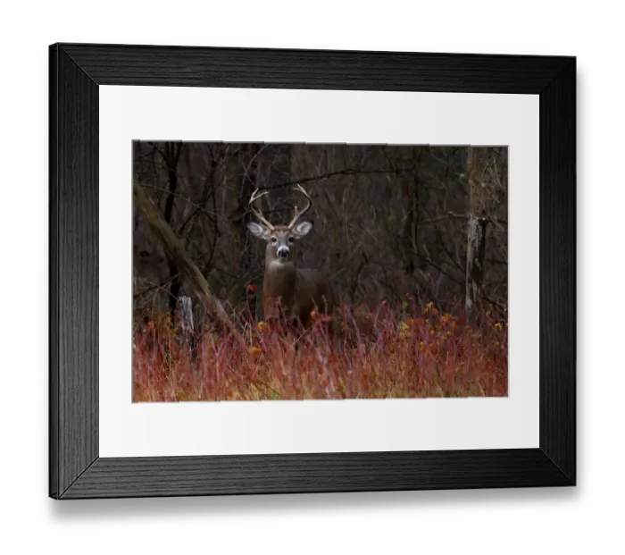 Framed Print : WHite-tailed deer - On alert