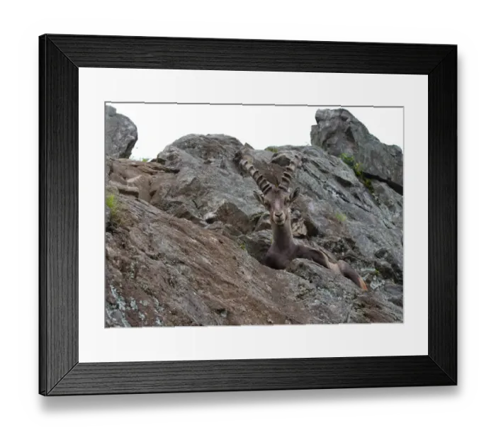 Framed Print : Ibex on rocky cliff Framed Print : Ibex on rocky cliff