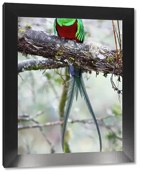 Resplendent Quetzal (Pharomachrus mocinno), Costa Rica