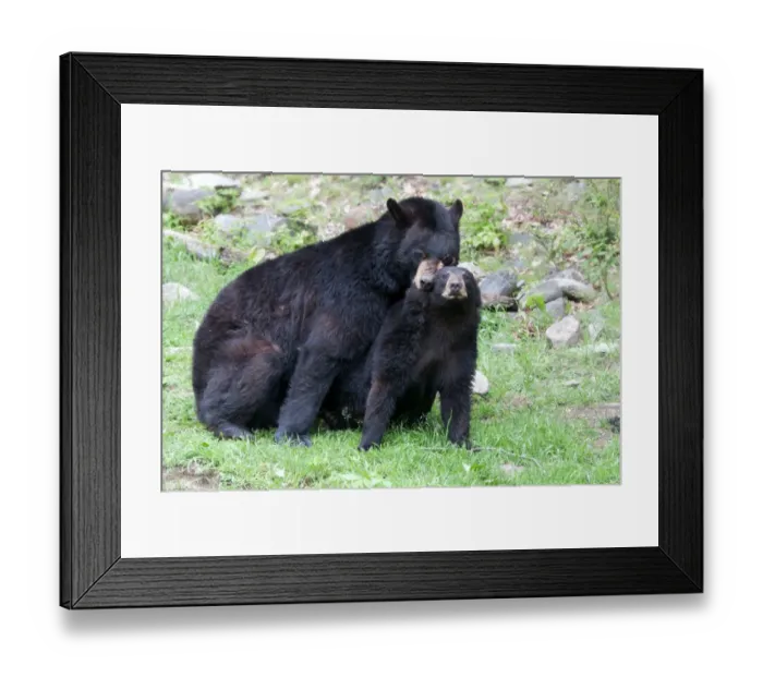 Framed Print : Black Bears Framed Print : Black Bears