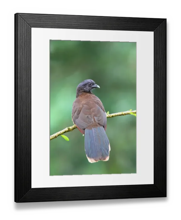 Framed Print : Grey-headed Chachalaca (Ortalis cinereiceps) adult Framed Print : Grey-headed Chachalaca (Ortalis cinereiceps) adult