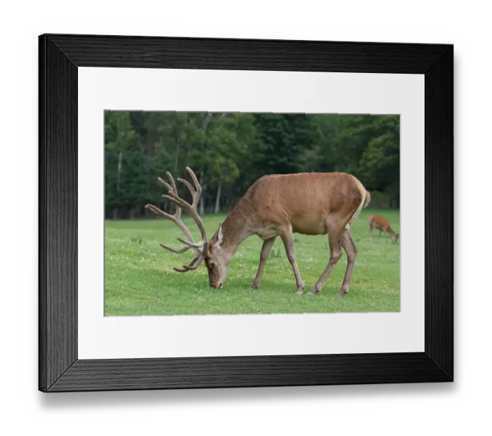 Framed Print : Elk grazing Framed Print : Elk grazing