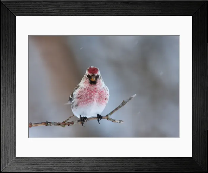 Framed Print : Common Redpoll Framed Print : Common Redpoll