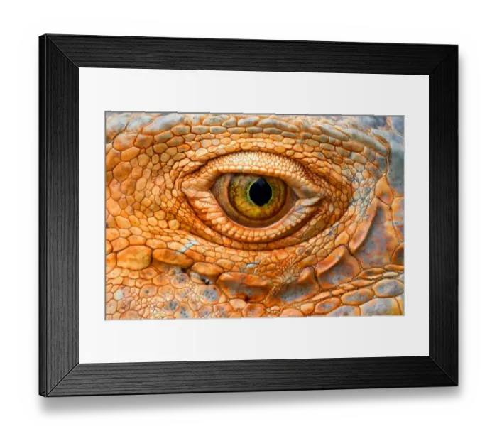 Framed Print : Green Iguana eye Framed Print : Green Iguana eye