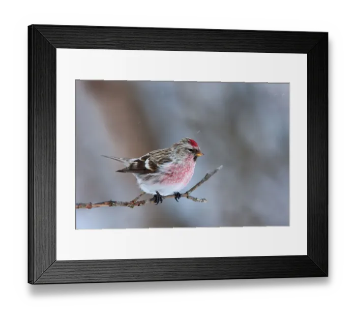 Framed Print : Common Redpoll Framed Print : Common Redpoll