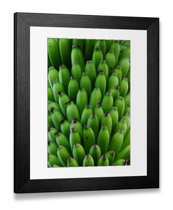 Framed Print : Green Bananas, Costa Rica Framed Print : Green Bananas, Costa Rica