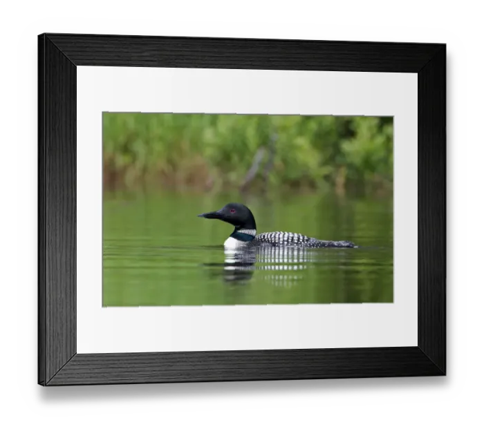 Framed Print : Common loon