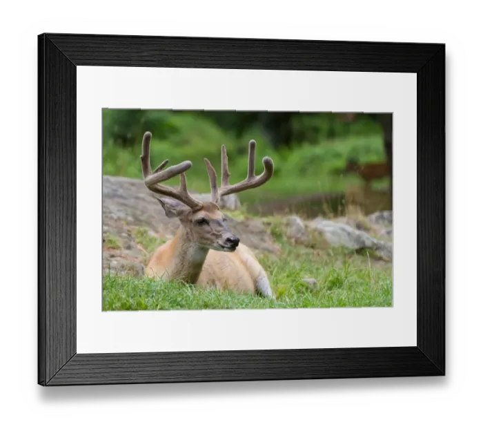 Framed Print : White-tailed buck Framed Print : White-tailed buck