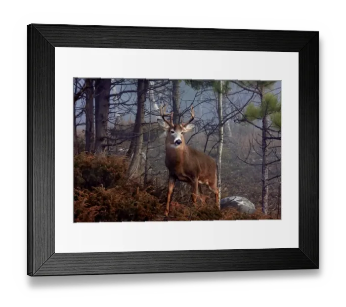 Framed Print : His Majesty - White-tailed deer