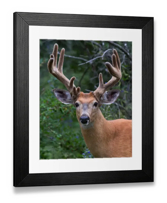 Framed Print : White-tailed deer in spring Framed Print : White-tailed deer in spring