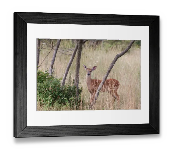 Framed Print : White-tailed deer fawn Framed Print : White-tailed deer fawn