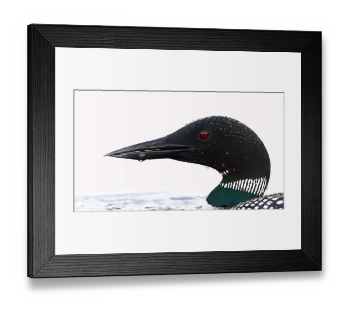 Framed Print : Common loon (Gavia immer) water drops Framed Print : Common loon (Gavia immer) water drops