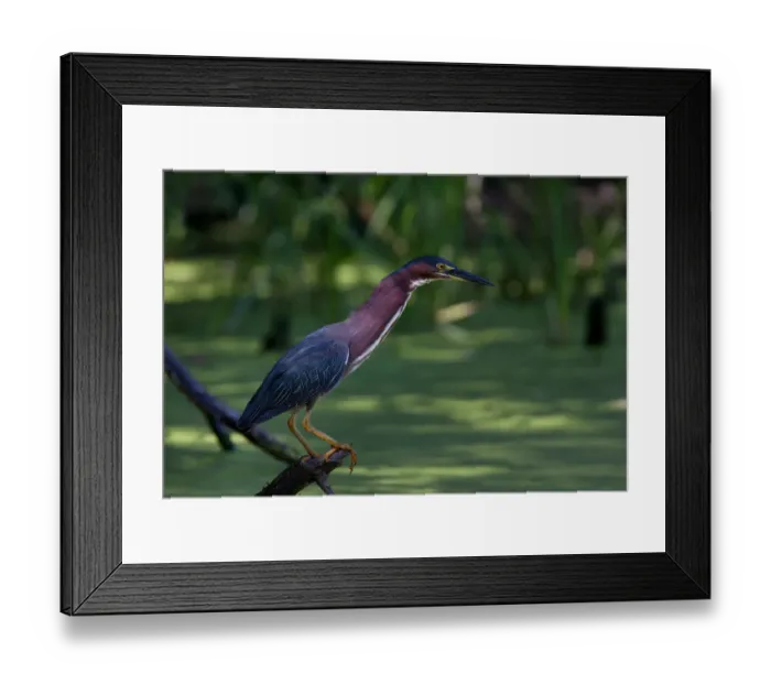 Framed Print : Green Heron fishing Framed Print : Green Heron fishing