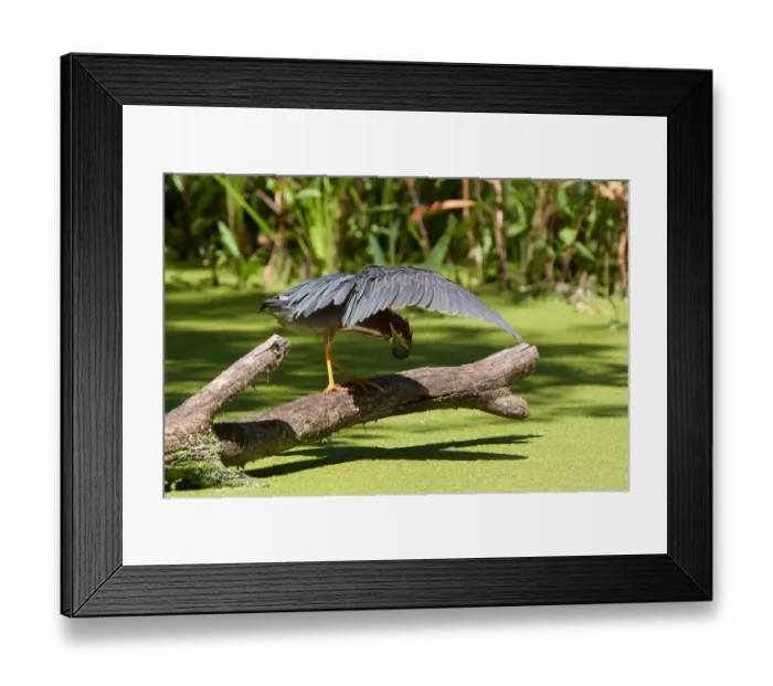 Framed Print : Green Heron fishing Framed Print : Green Heron fishing