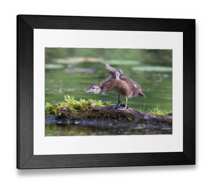 Framed Print : Wood duck chick take-off Framed Print : Wood duck chick take-off