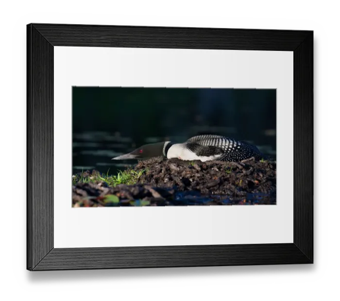 Framed Print : Common loon on nest (Gavia immer) Framed Print : Common loon on nest (Gavia immer)