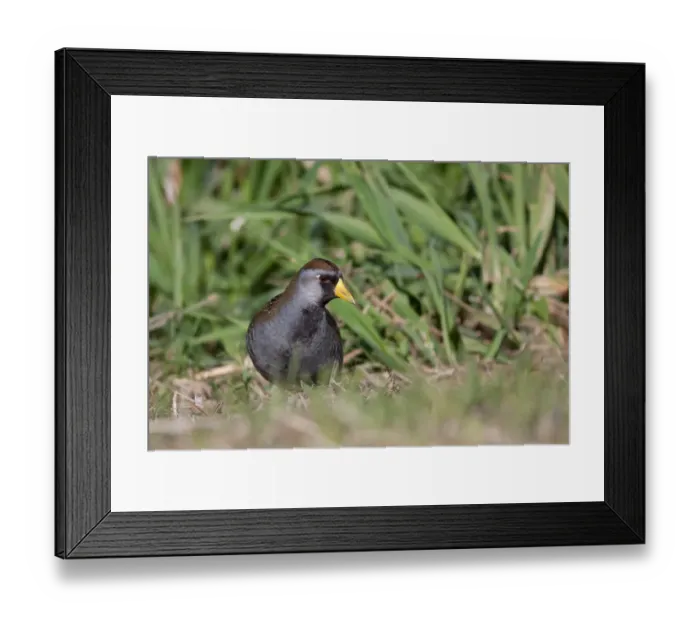 Framed Print : Sora in the grass (Porzana carolina) Framed Print : Sora in the grass (Porzana carolina)