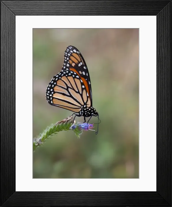 Framed Print : Monarch Butterfly Framed Print : Monarch Butterfly